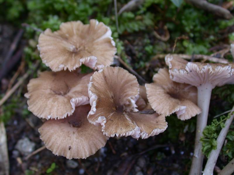 Escursione autunnale in Corsica - 3